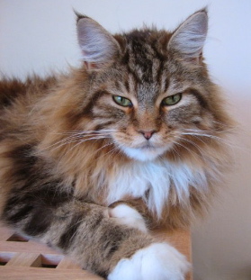 maine coon cat. i had one once