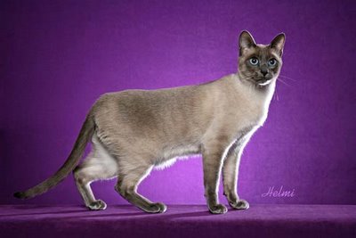 Siamese Cat Breeders – Thai