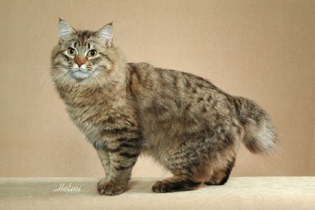 http://www.pictures-of-cats.org/images/american-bobtail-hershey-head.jpg
