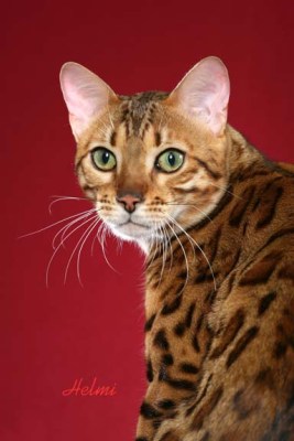 http://www.pictures-of-cats.org/images/bengal-cat-Induna.jpg