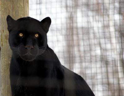 black cat - Jaguar - pictures of cats photo by Property#1