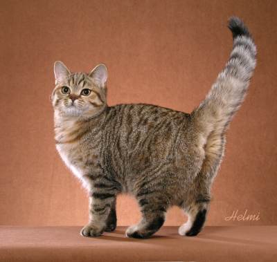 short hair tabby kitten. british shorthair