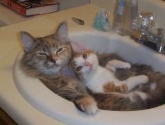cats in a sink