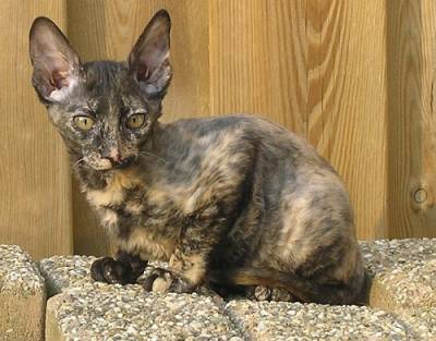 Cornish Rex Cat Cornish Rex Cats - kitten - he is called Dax