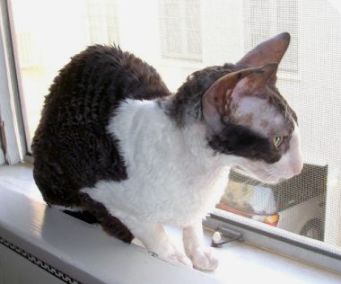 Cornish Rex cat rescue - Katie waiting to be rescued photo by Boska