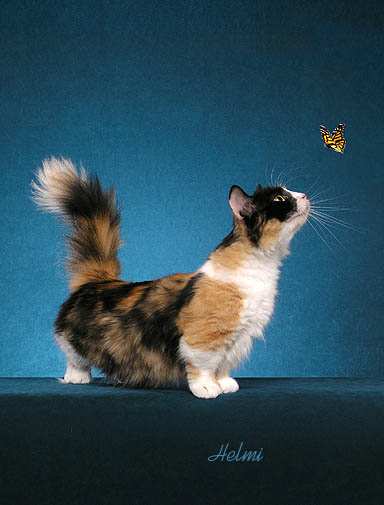 http://www.pictures-of-cats.org/images/dwarf-cat-Galadrial.jpg