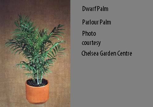 Ponytail Plant - Ponytail Palm