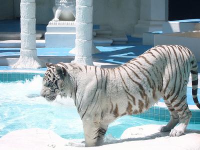http://www.pictures-of-cats.org/images/endangered-white-tiger-21115572.jpg