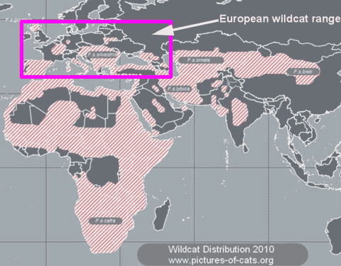 http://www.pictures-of-cats.org/images/european-wildcat-range-map-1.gif