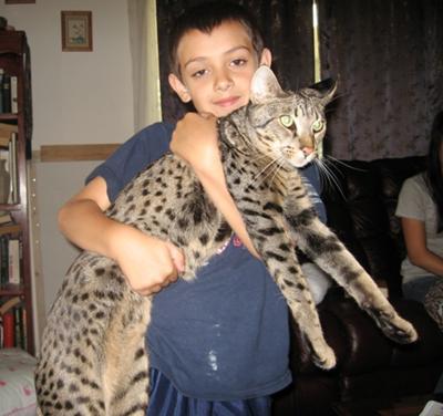 Kadiz Jerah F3B Savannah Cat with Kadin J Ashar