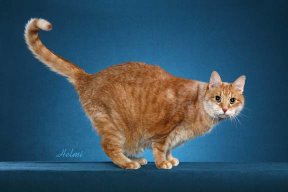 Mixed breed cat moggie