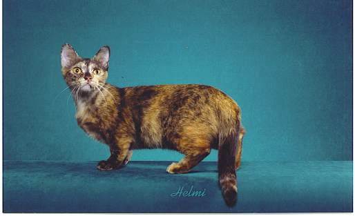 http://www.pictures-of-cats.org/images/munchkin.jpg