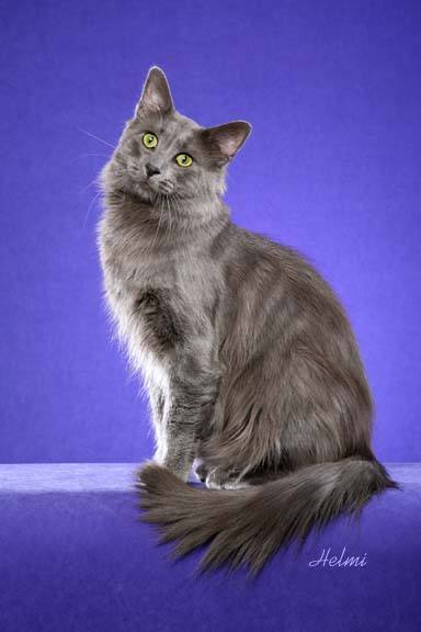 http://www.pictures-of-cats.org/images/nebelung-cat.jpg