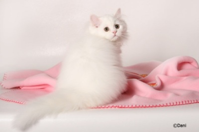 Persian kittens for sale?