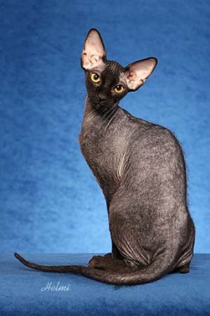 images of cats. Peterbald cat - pictures of