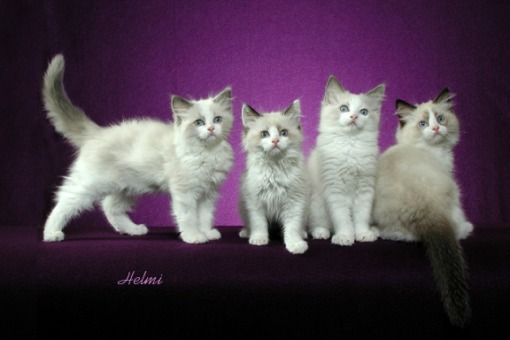 pictures of kittens and cats. Ragdoll kittens cats.