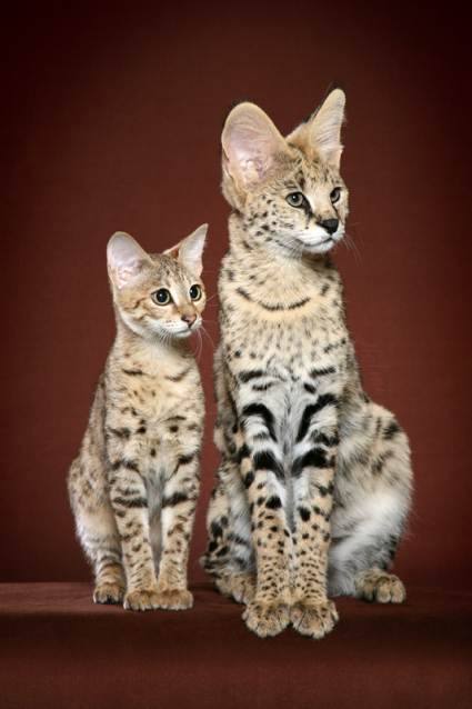 Mary and Callie Savannah cat and Serval at a show photo