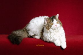 Selkirk Rex - pictures of cats