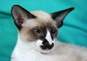 Seychellois cat - pictures of cats
