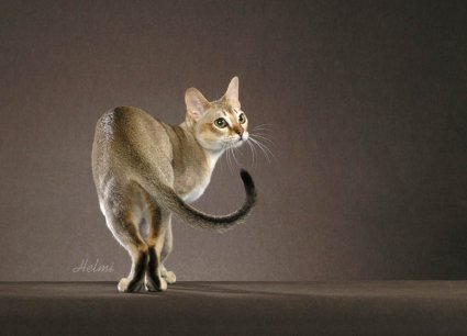 http://www.pictures-of-cats.org/images/singapura-1st.jpg