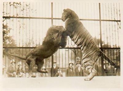 tiger-vs-lion-fight-who-is-the-winner-21382120.jpg