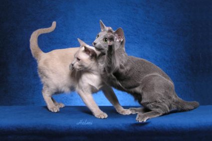 tonkinese cat - pictures of