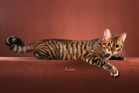 http://www.pictures-of-cats.org/images/toyger-ishah-8.jpg
