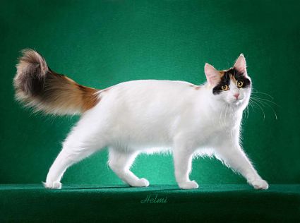 turkish angora van cat