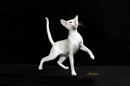 Short Hair Black And White. White cat - Oriental Shorthair