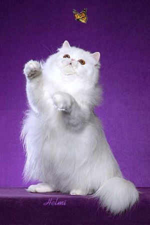  white Persian kitty 