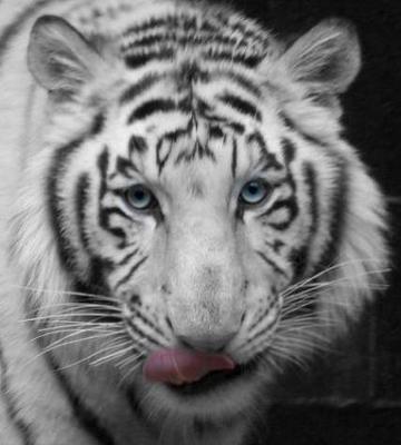 The white tiger is not a separate species of tiger.