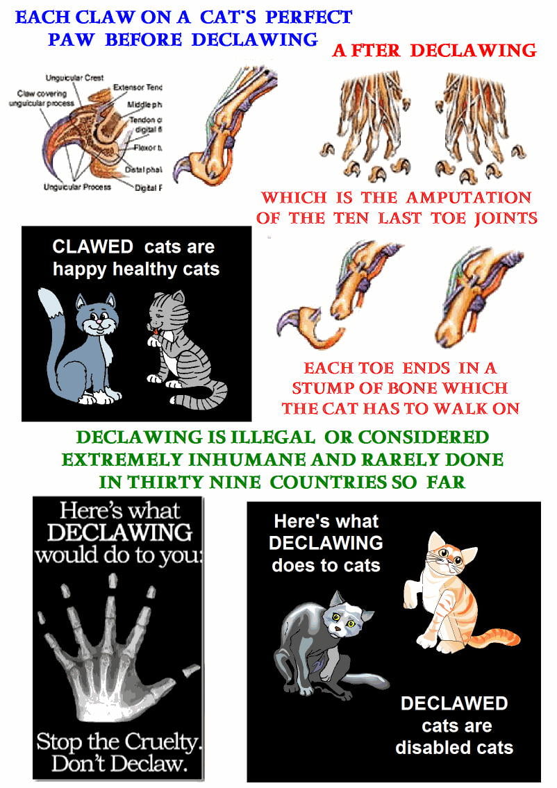 An American's comment about declawing and other things