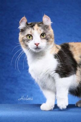 kinkalow dwarf cat kinkalow dwarf cat