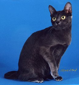 Korat cat - pictures of cats