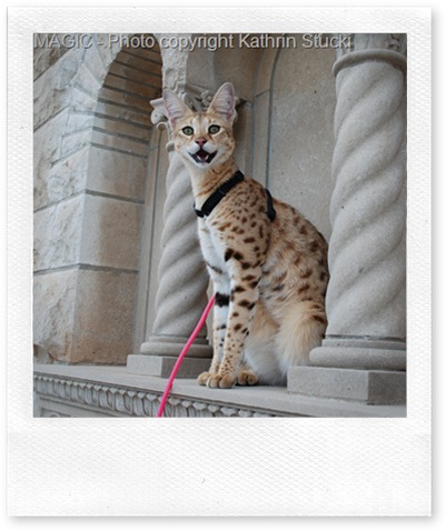 World's tallest pet cat MAGIC