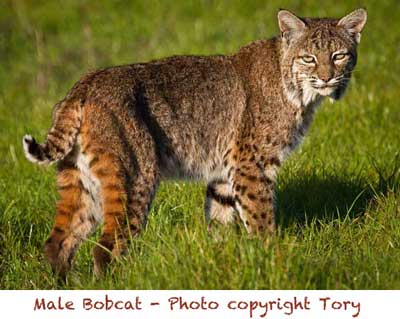 male bobcat