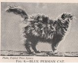 persian cat persian cat