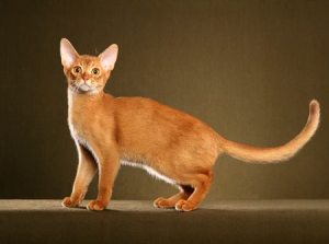Abyssinian Cat foreign body shape