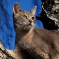 abyssinian