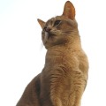 abyssinian