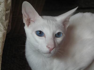 Albino Siamese- Oafie Albino Siamese- Oafie