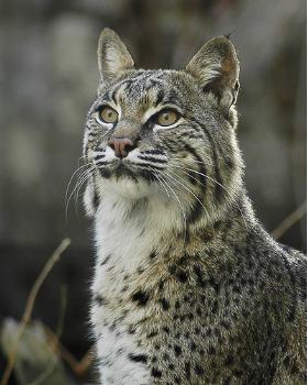 american bobcat