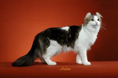 american curl cat