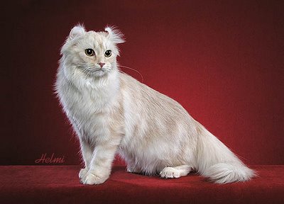 american curl