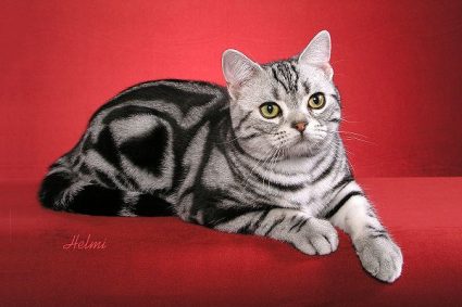 american shorthair cat