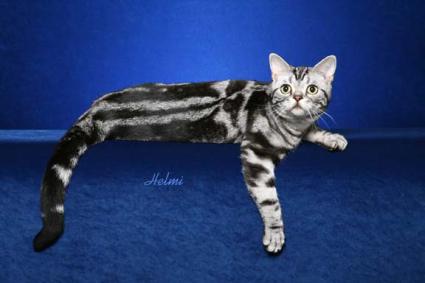 american shorthair cat