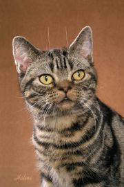 American Shorthair