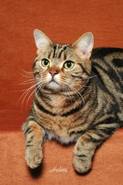American Shorthair