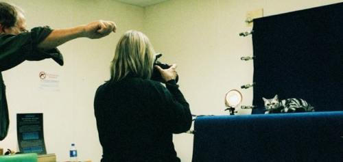 American Shorthair cat