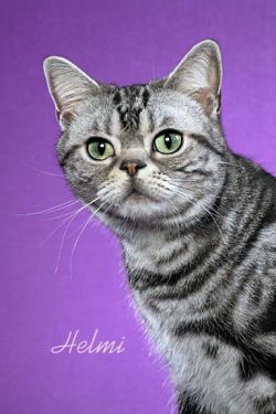 american shorthair cat